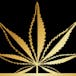 Rolling Cannabis