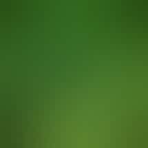 Greenery Spot