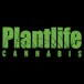 Plantlife Cannabis - Albany