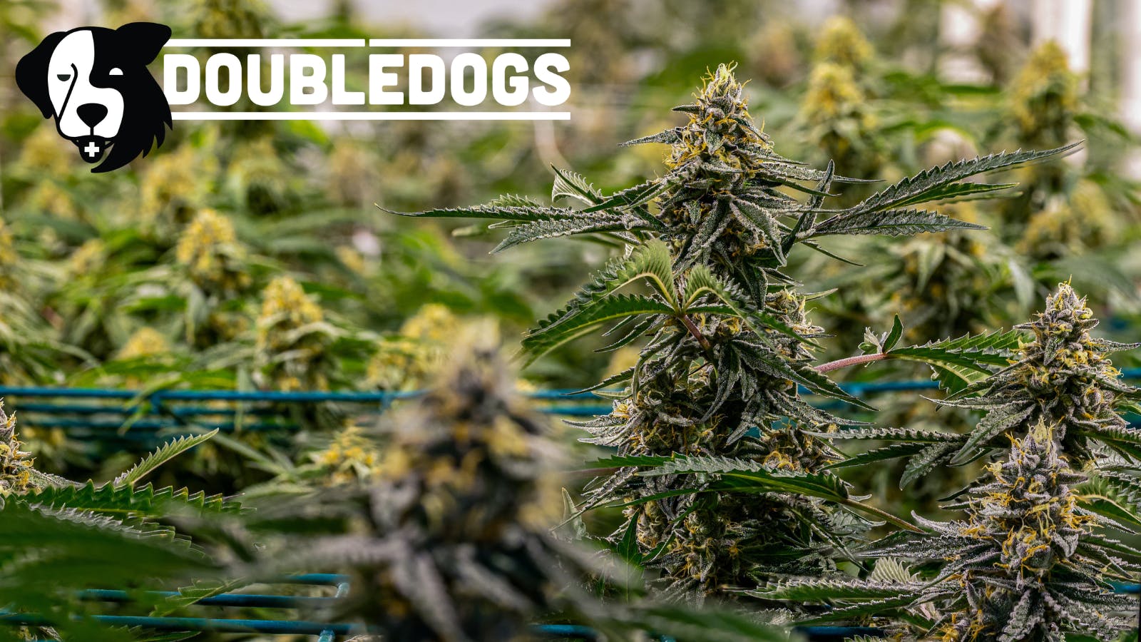 Double Dogs Weed Dispensary Big Sky listing banner