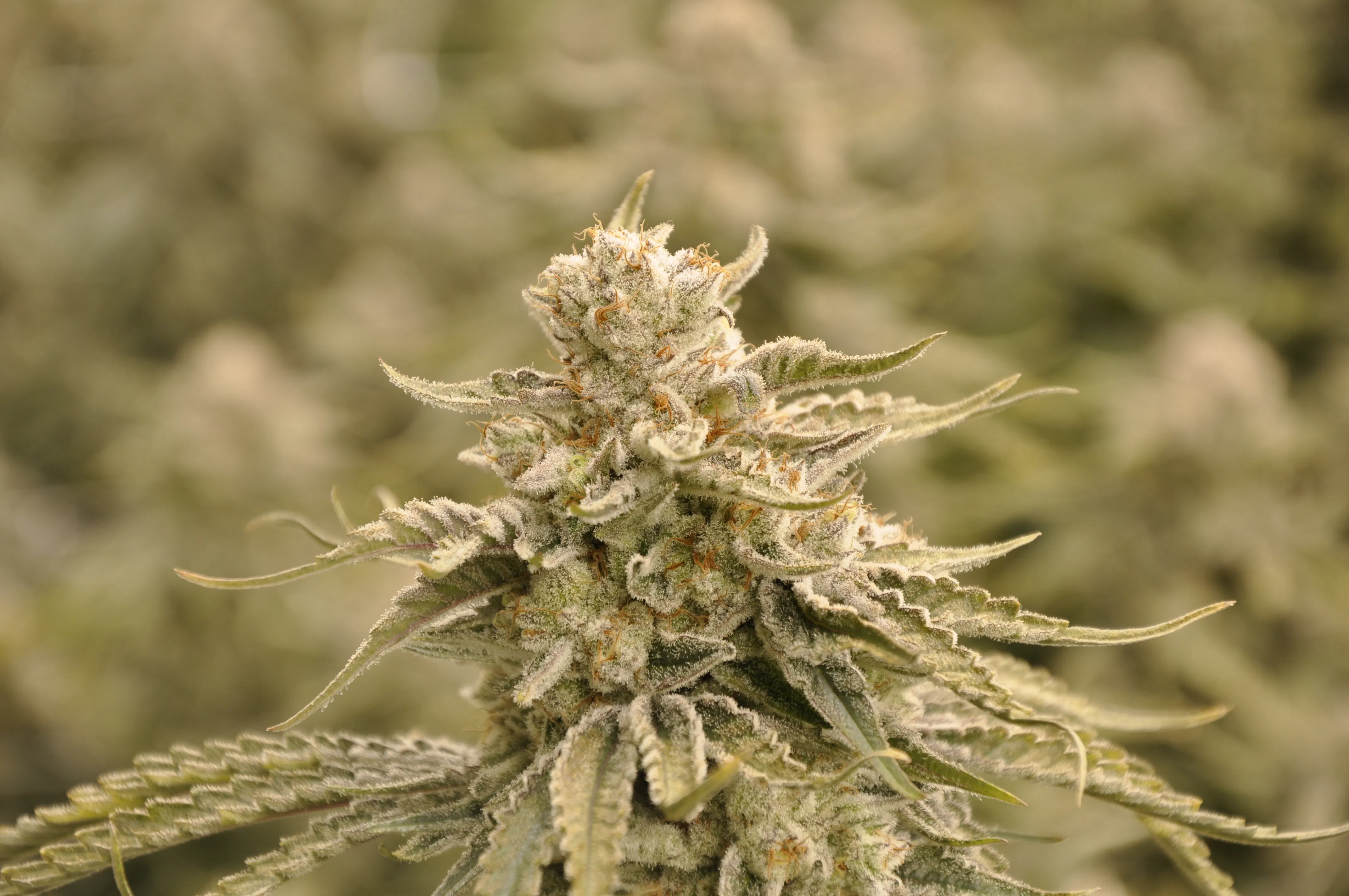 Green Paradise Dispensary Info, Menu & Deals Weed dispensary Sunland