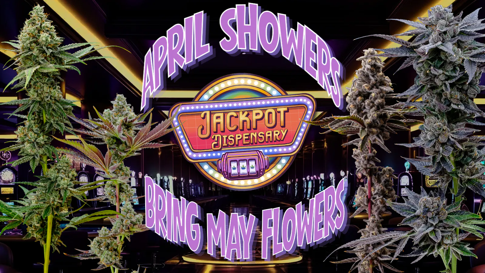 Jackpot Dispensary listing banner