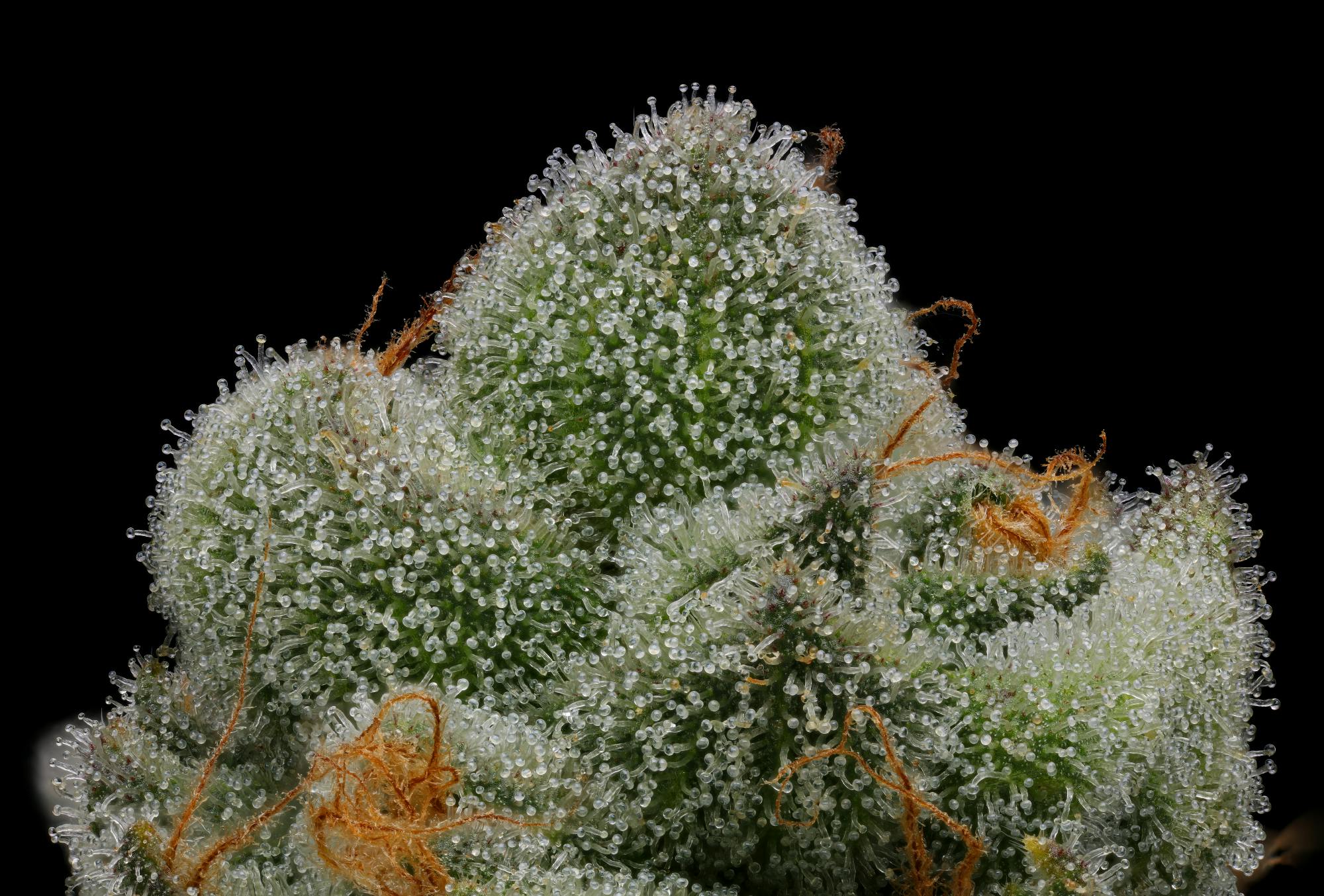 Prime Exotics Dispensary listing banner