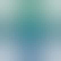 Mississippi Magnolia Canna - West Point