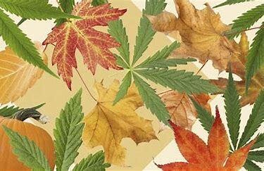 Green Akers Cannabis Dispensary listing banner