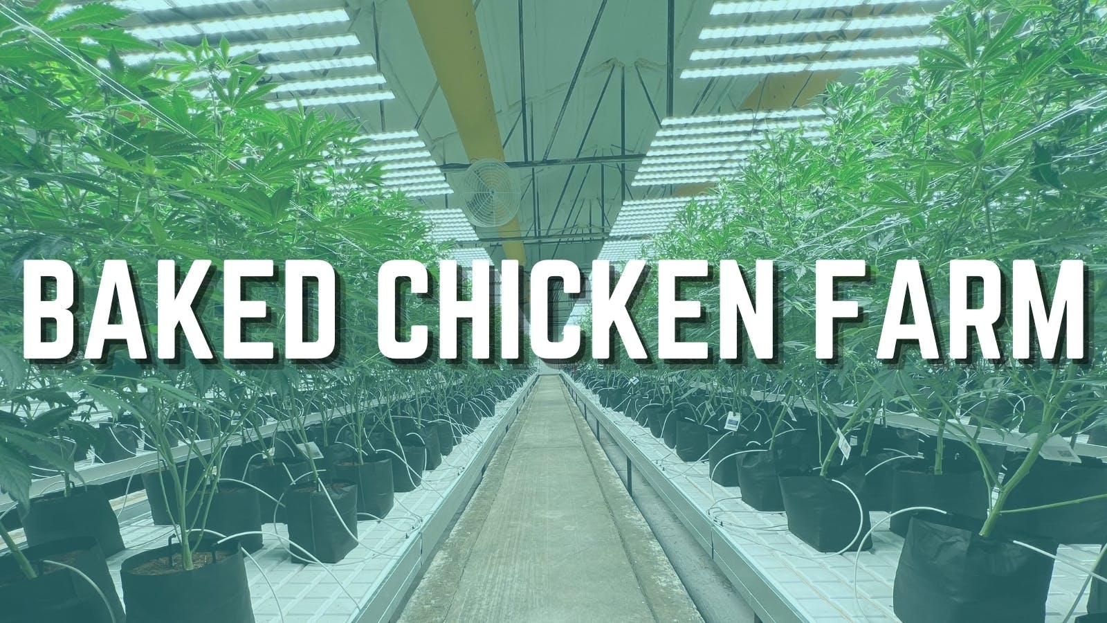 Baked Chicken Farm listing banner