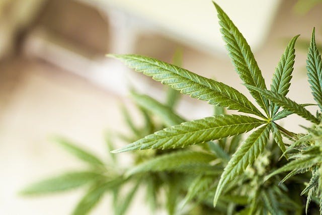 The Dispensary - SD listing banner
