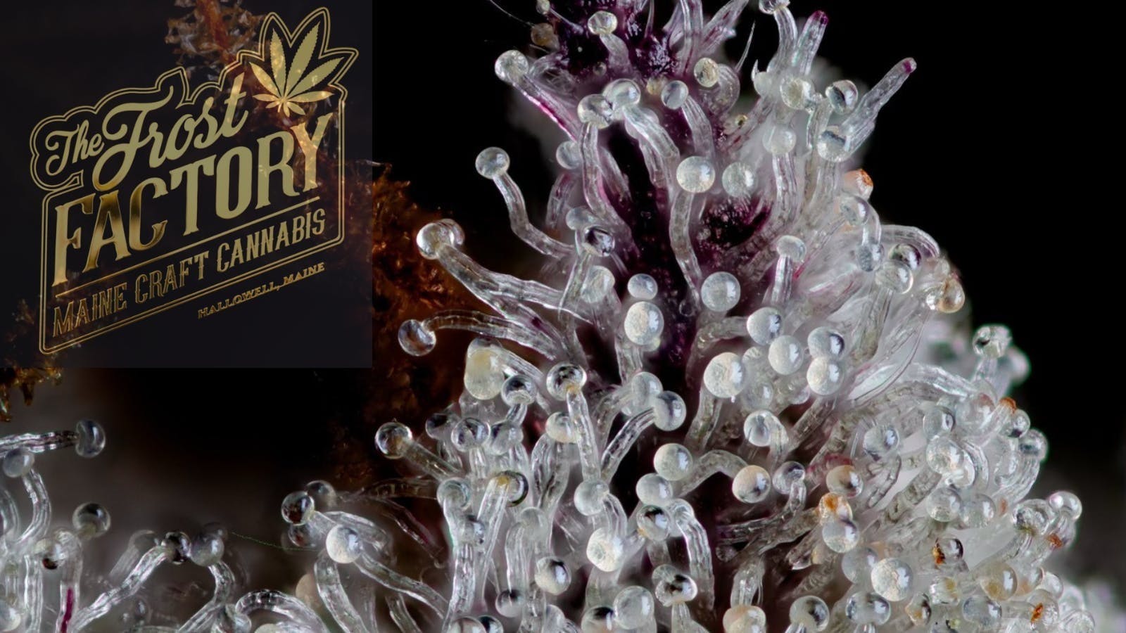 The Frost Factory - SoPo listing banner
