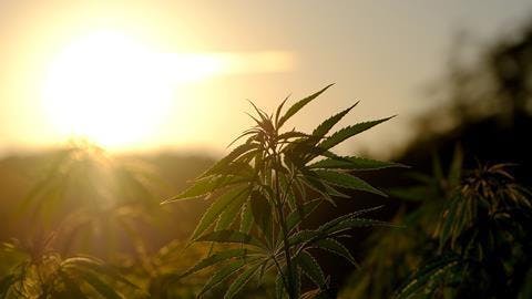 Robinsons Cannabis listing banner
