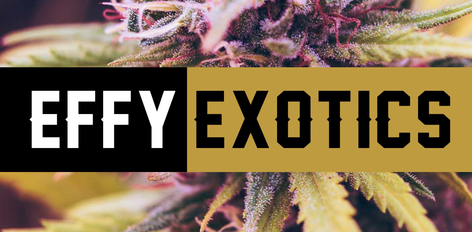 Effy Exotics - Lobby & Drive Thru listing banner
