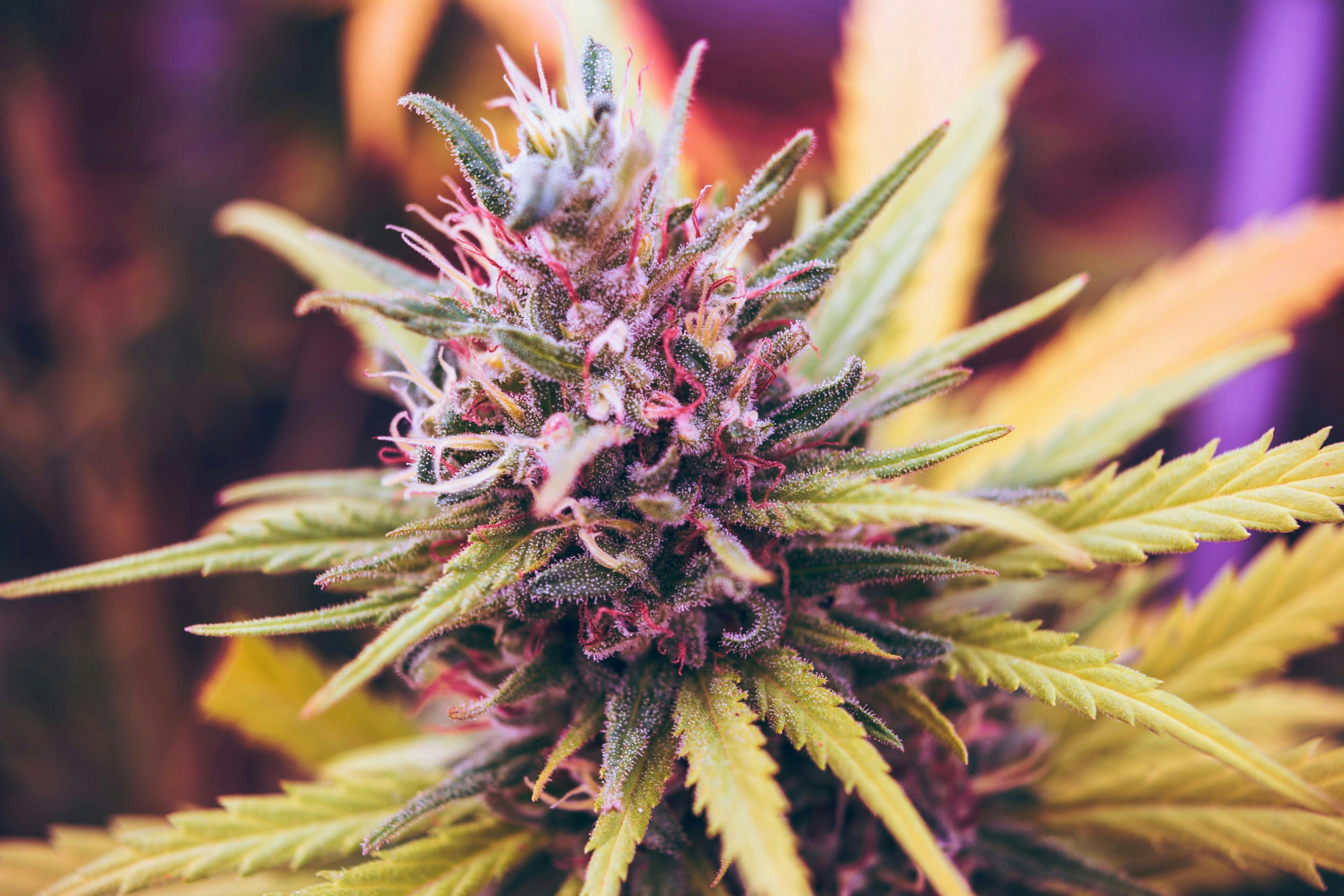 Chelsea Cannabis Co listing banner