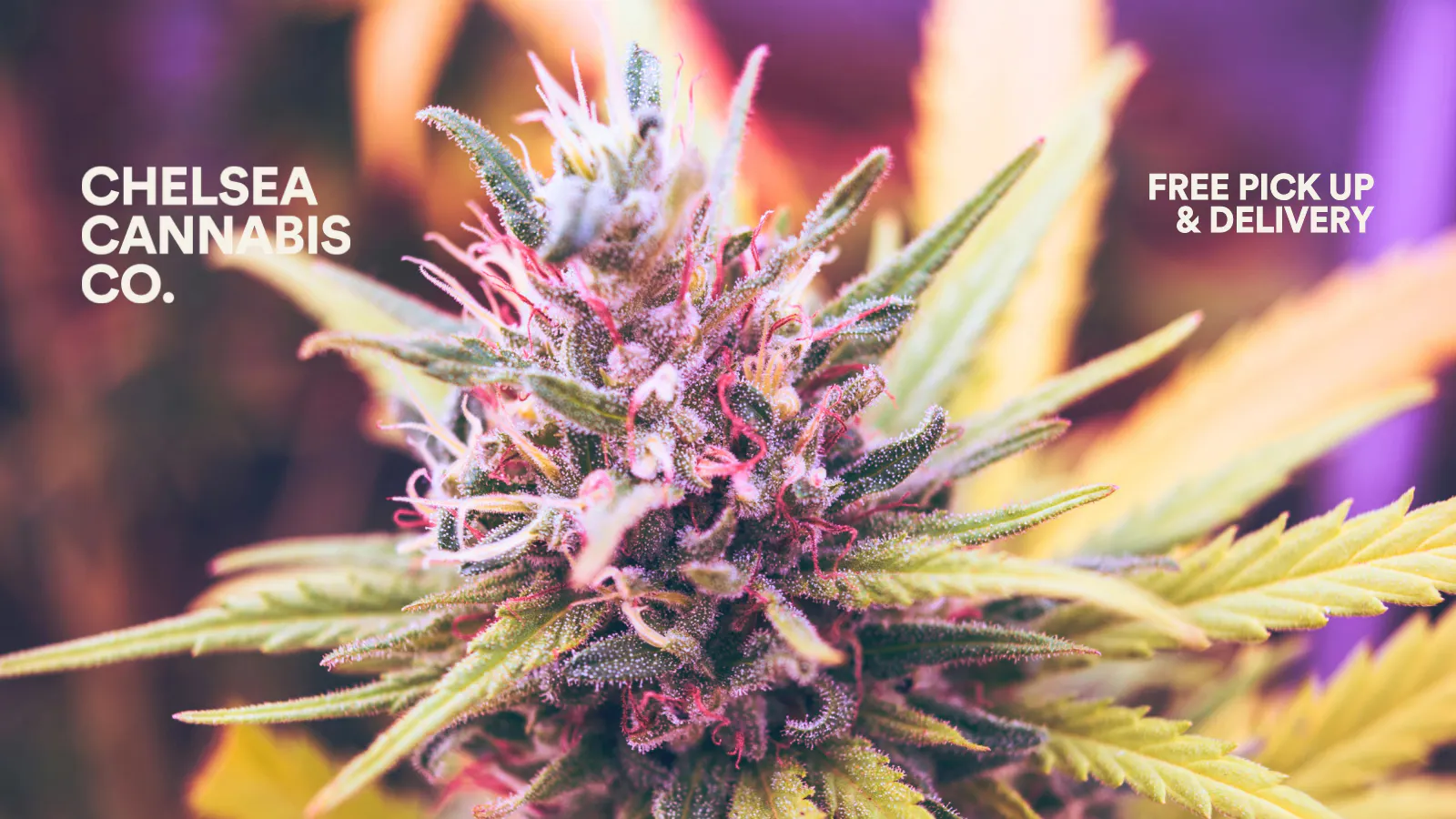 Chelsea Cannabis Co listing banner