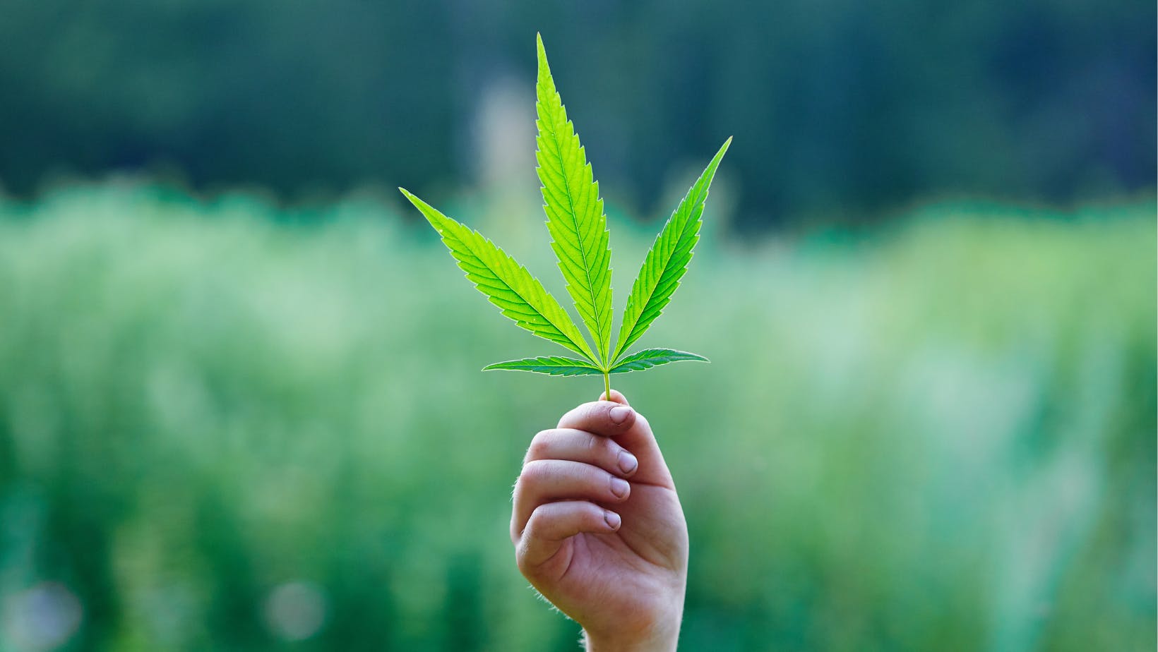 Catskill Mountain High Dispensary listing banner
