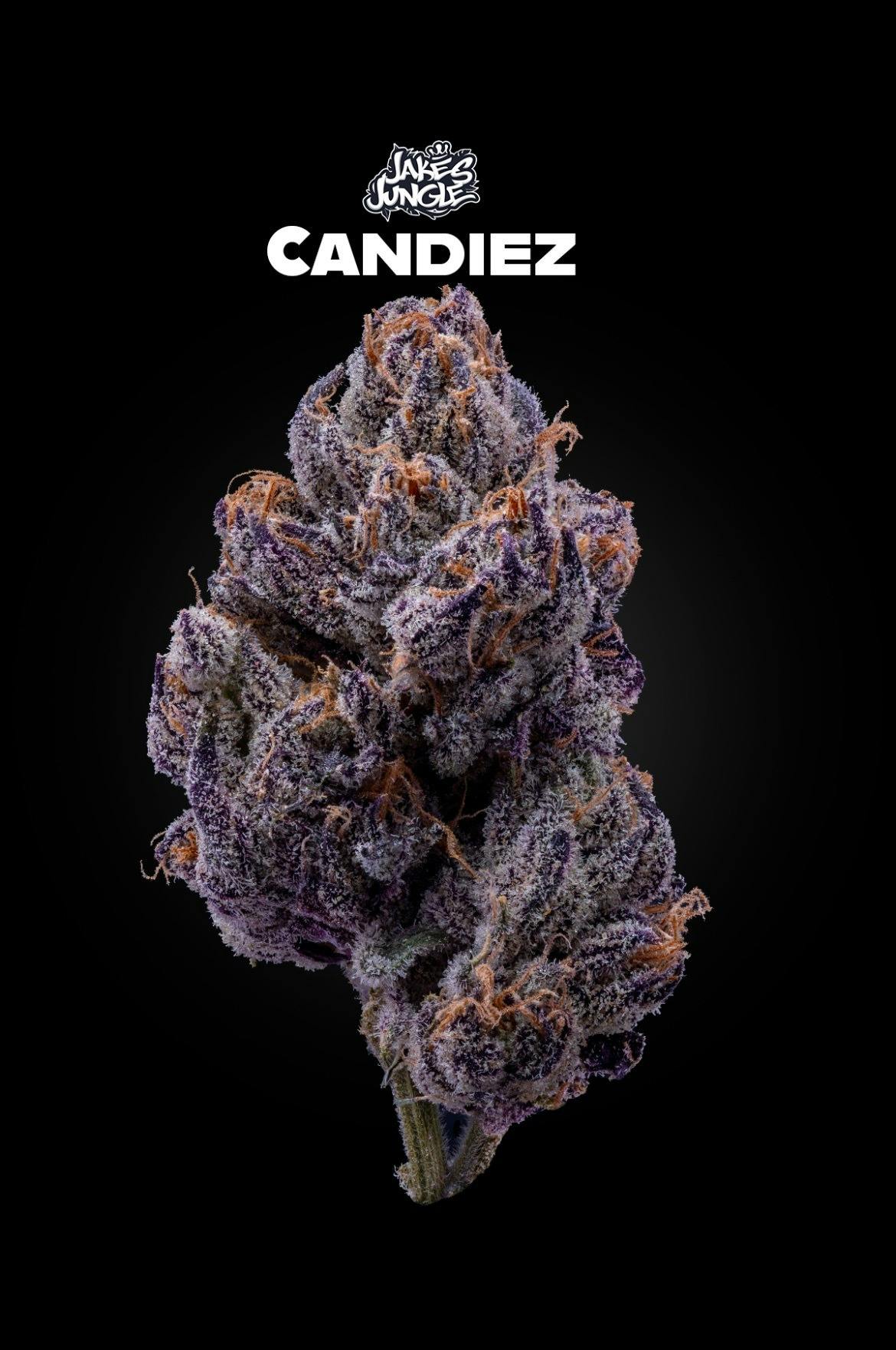 Medical Man Wellness listing banner