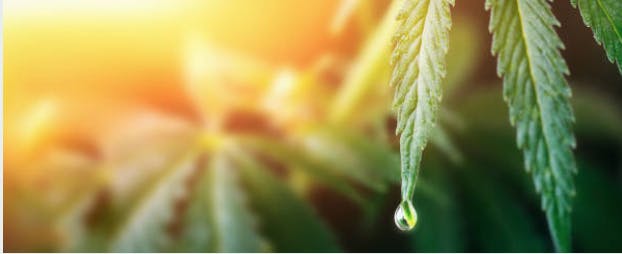 Beyond Cannabis - El Dorado listing banner