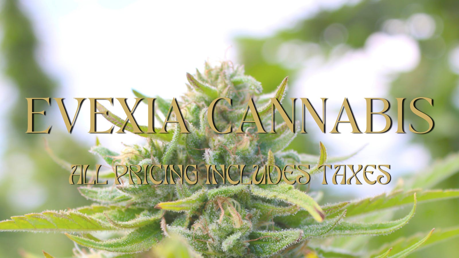 Evexia Cannabis listing banner
