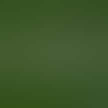 The Forest Baltimore