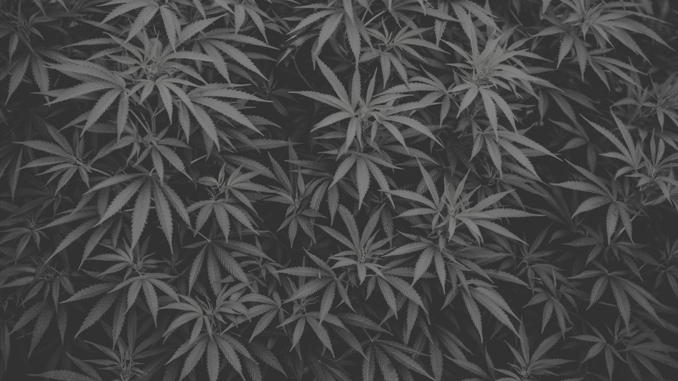 Fuego Lucerne Cannabis Dispensary listing banner