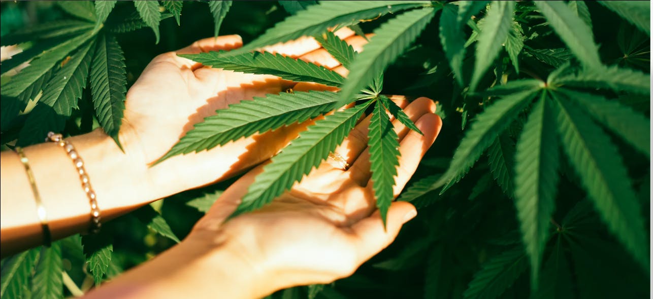 The Moon Cannabis listing banner