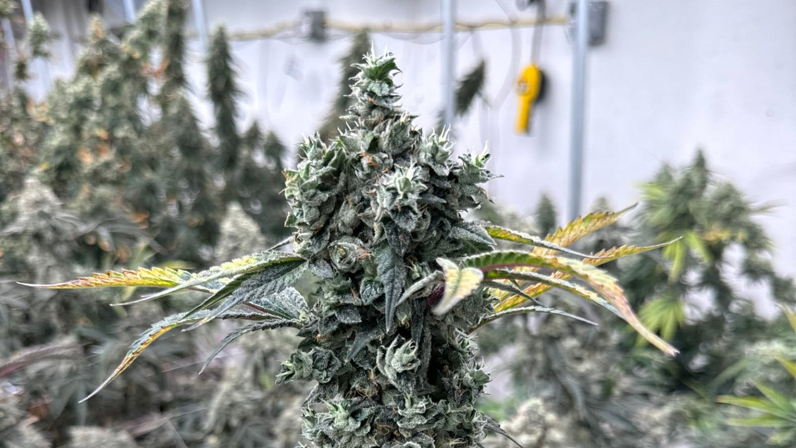 6Point Flower Shop listing banner