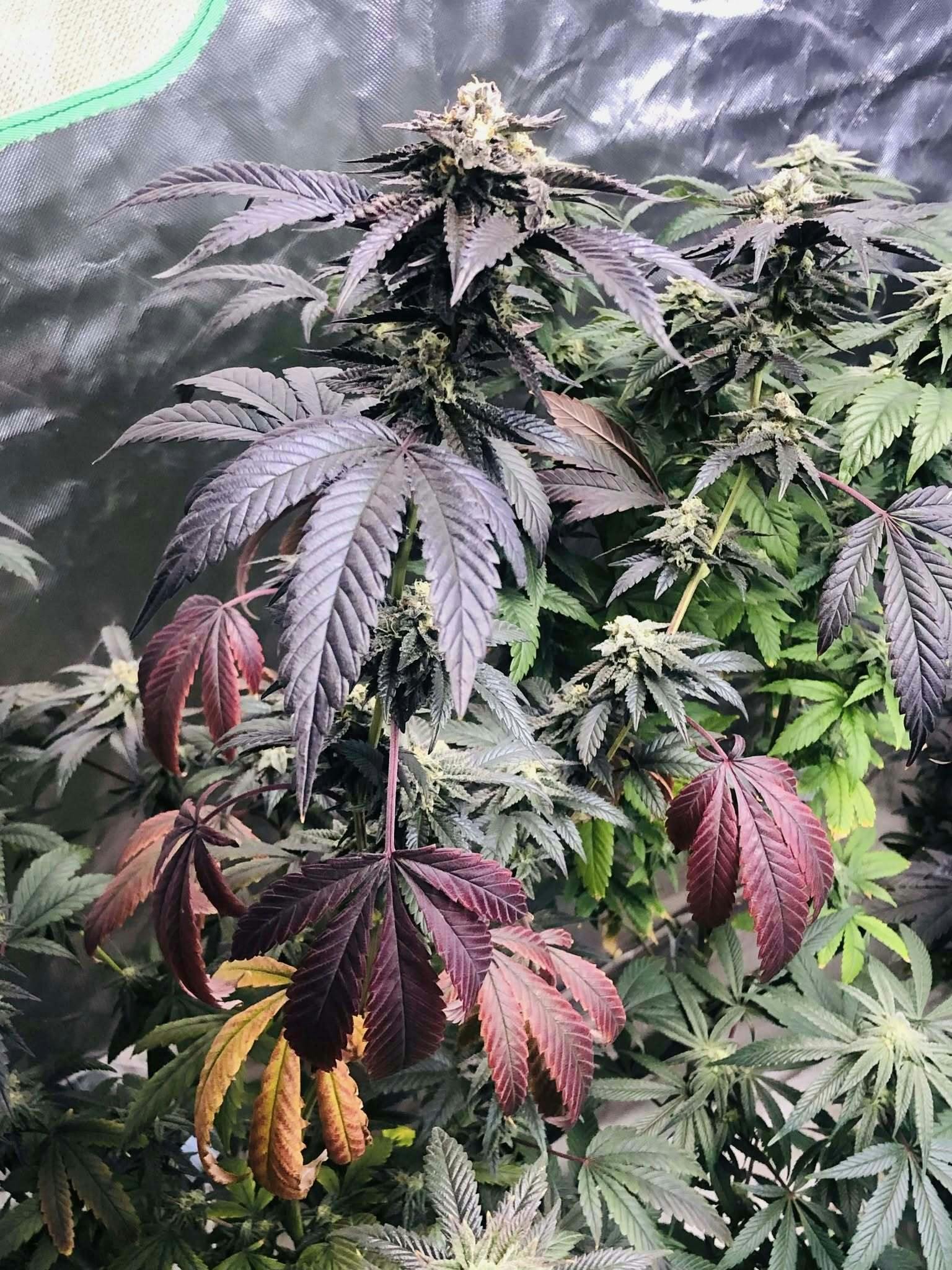 Loonatixz Genetixz listing banner