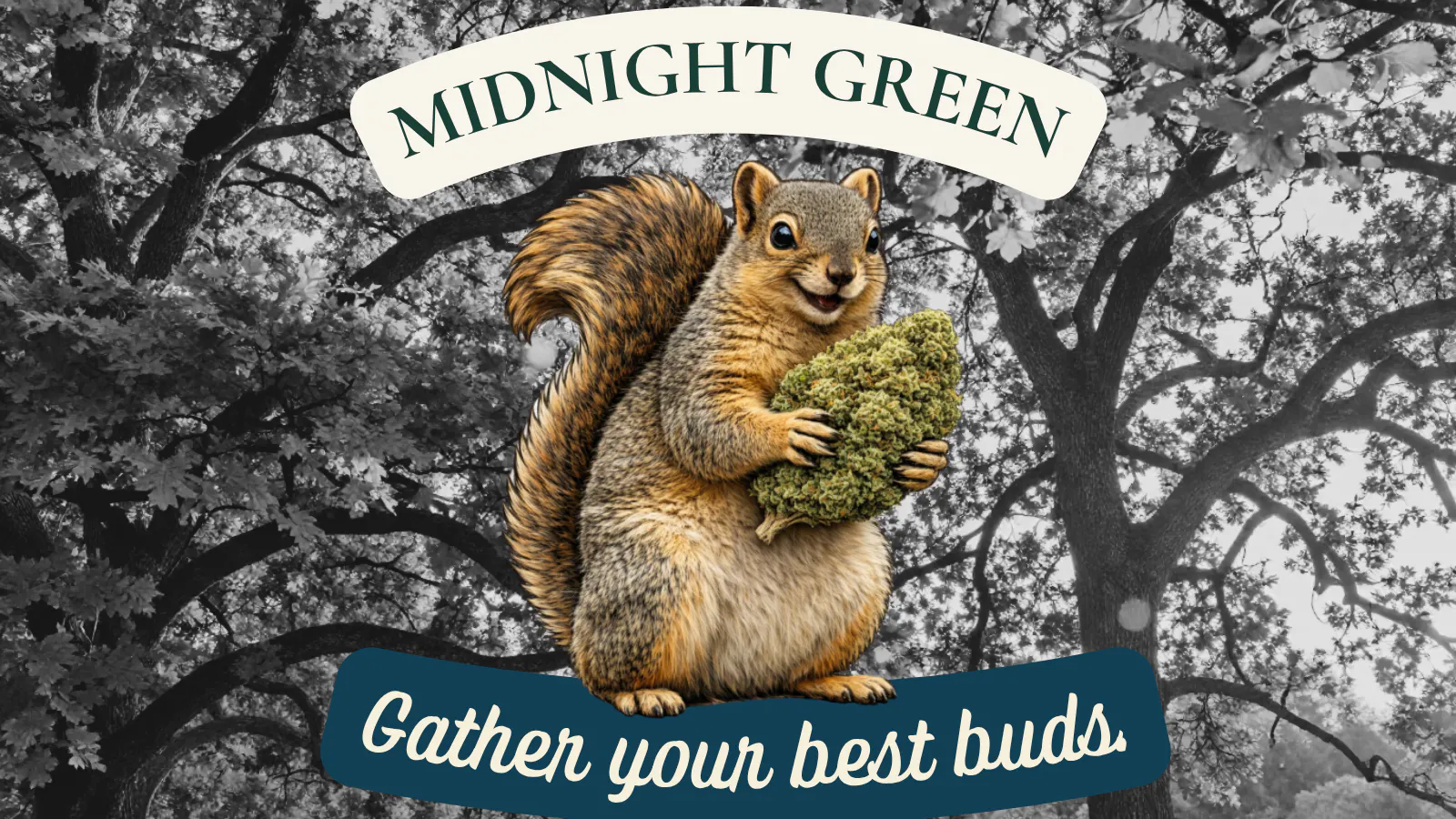 Midnight Green listing banner