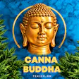 Canna Buddha of Texico