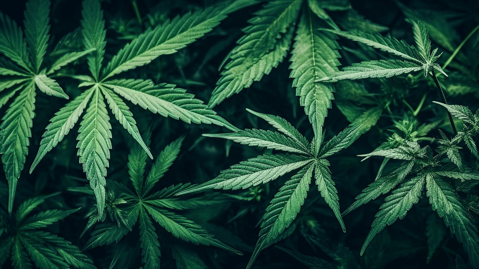 Hill Family Cannabis listing banner