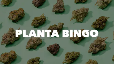 Planta Bingo event image