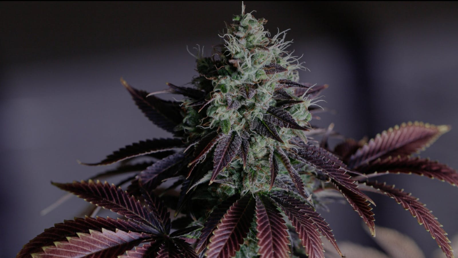 Farmacy 420 Weekend event image