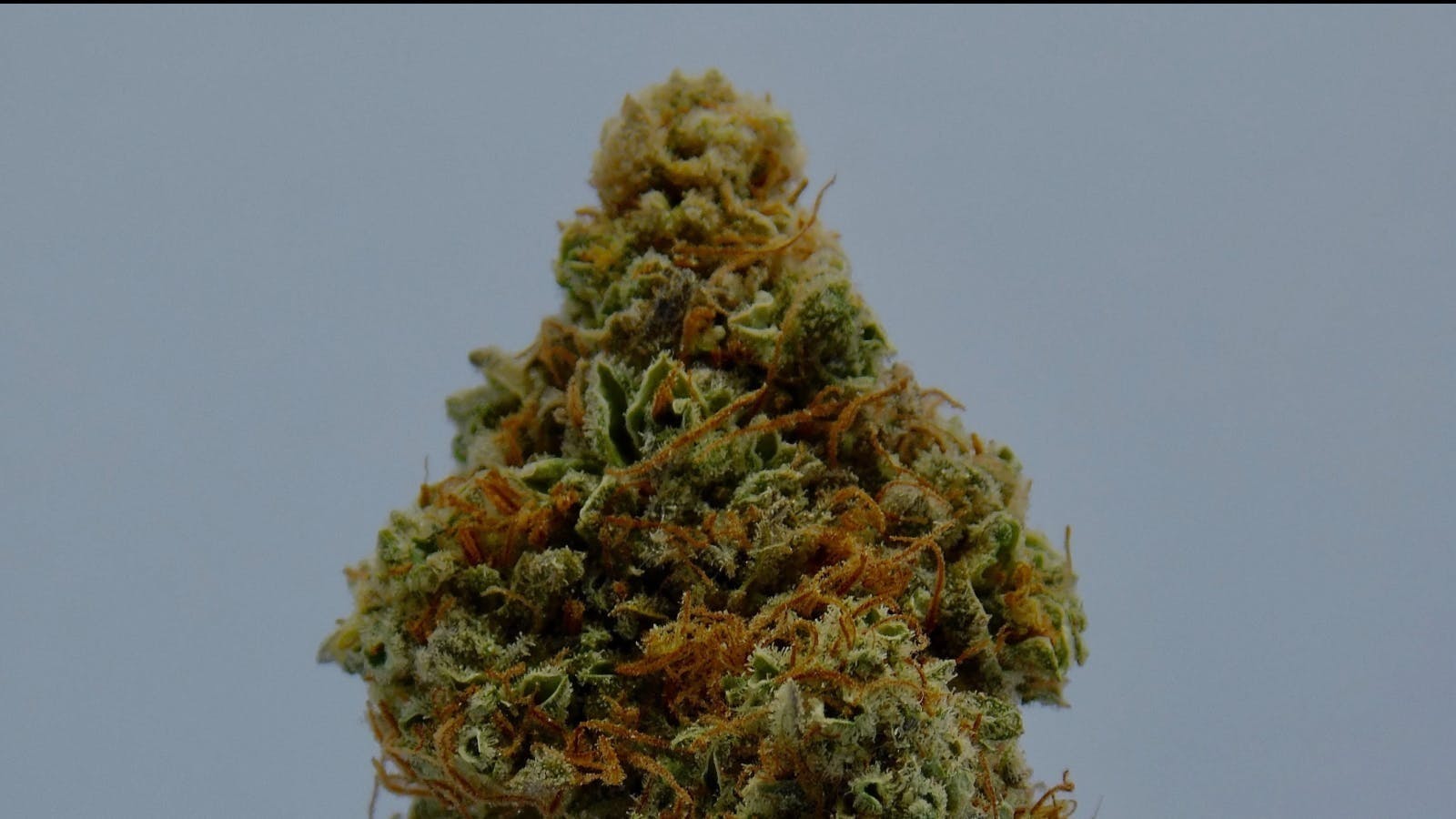 Christmas Tree Giveaway! event image