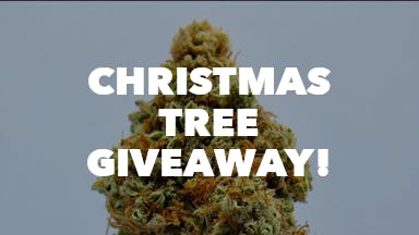 Christmas Tree Giveaway! event image