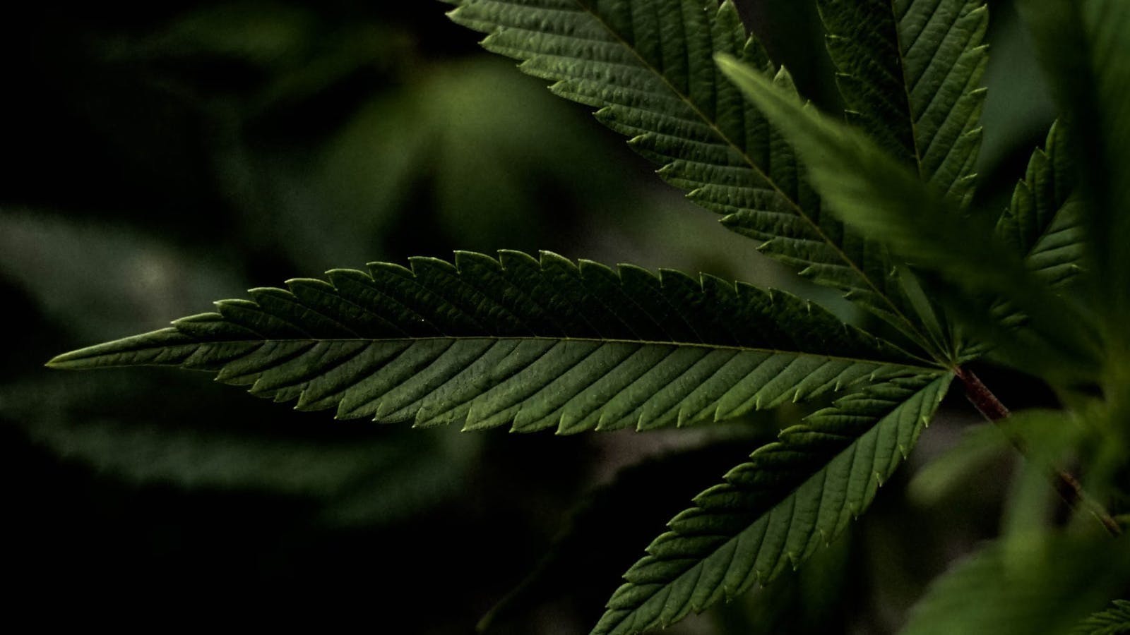 MFNY Pop Up event image