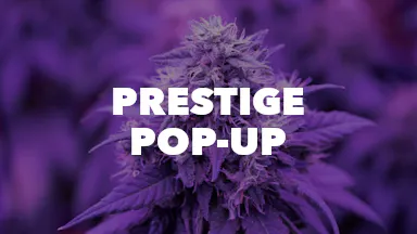 Prestige Pop-Up event image