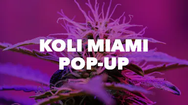 Koli Miami Pop-Up event image