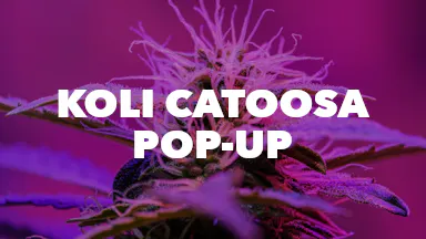 Koli Catoosa Pop-Up event image