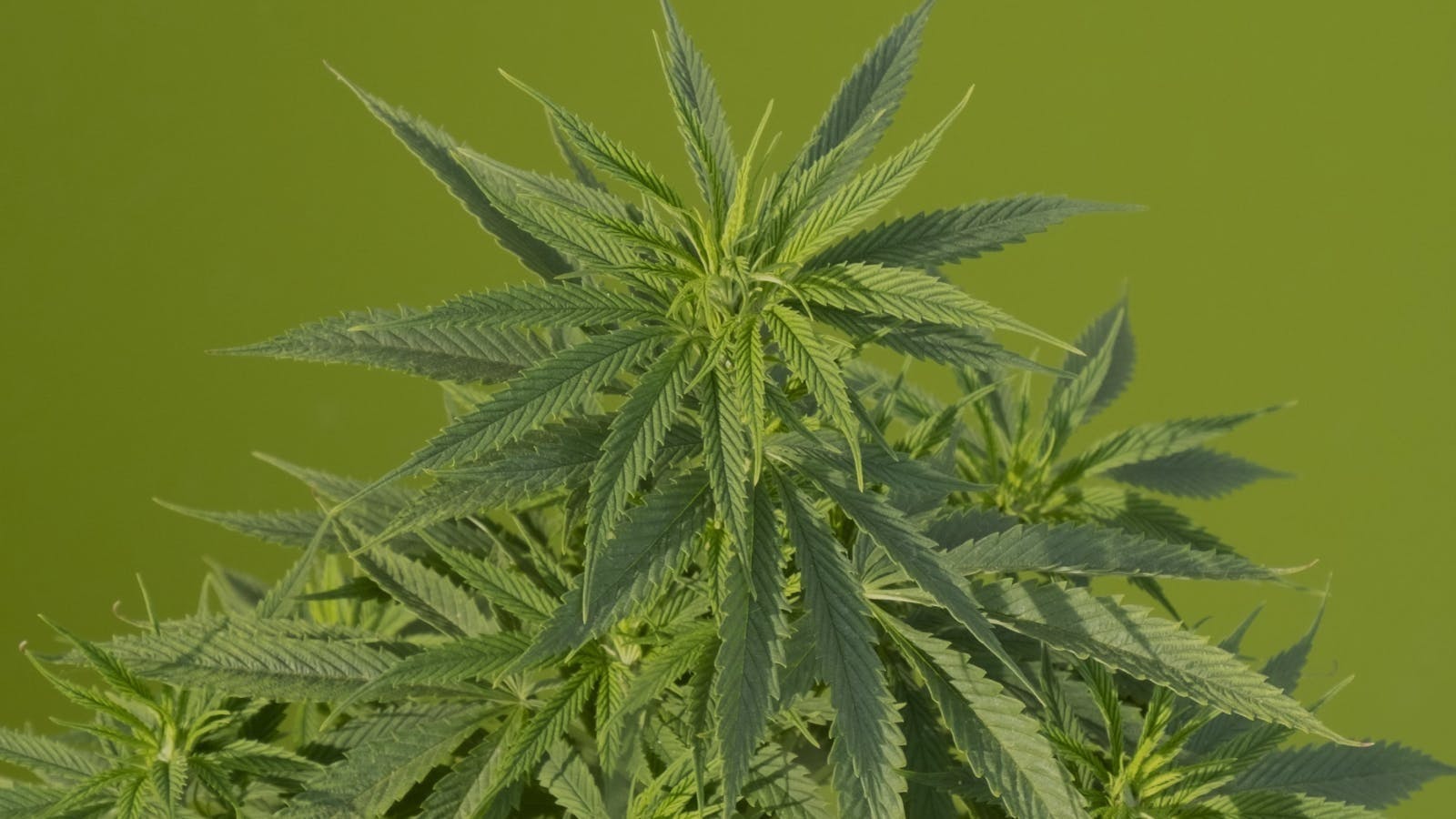 Prestige Cannabis PopUp event image