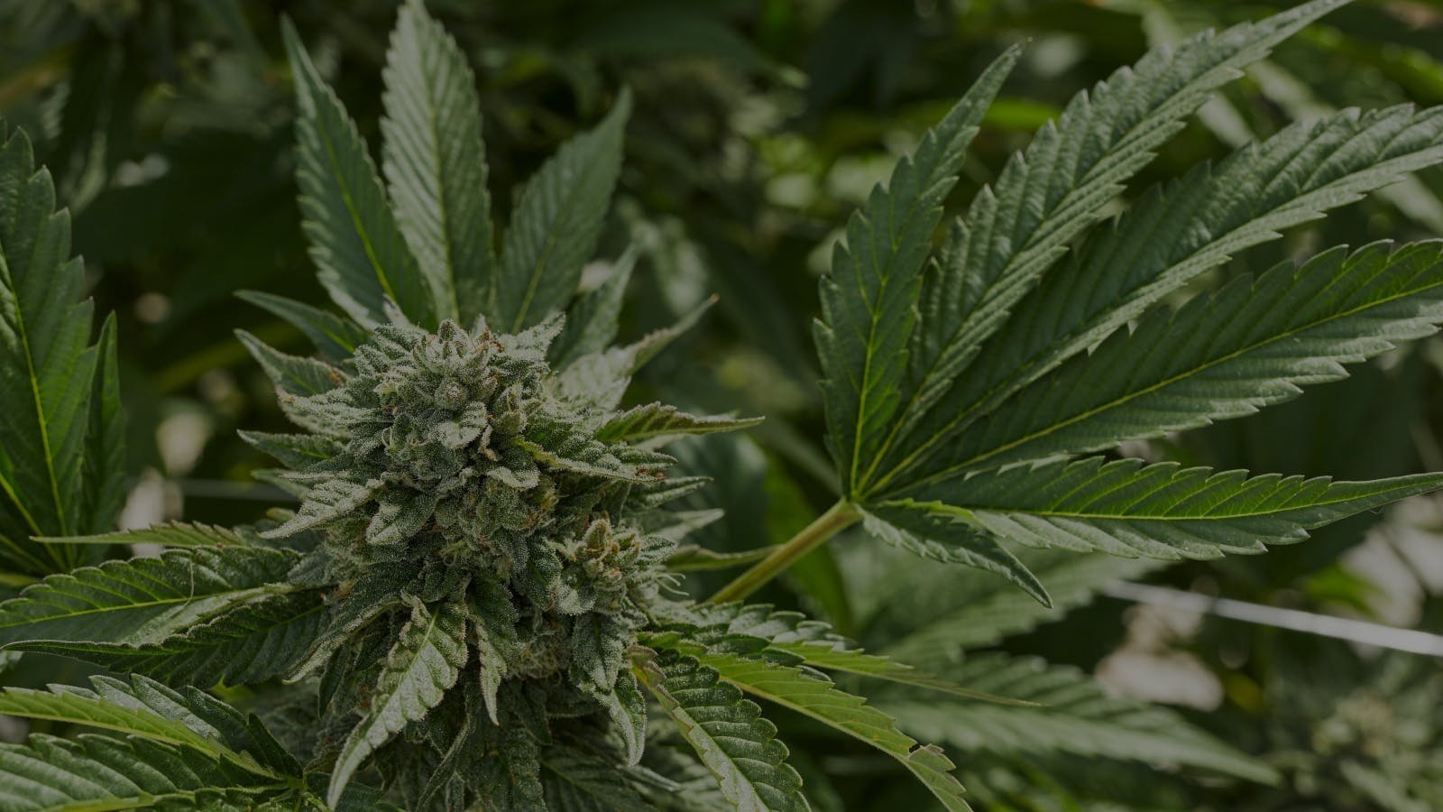 Elite Cannabis RAD event image