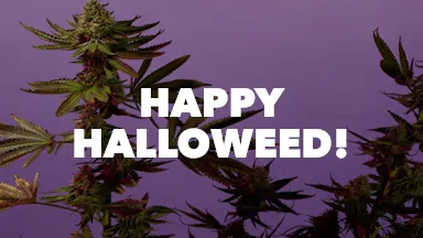 Happy Halloweed! event image