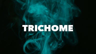 TricHOME event image