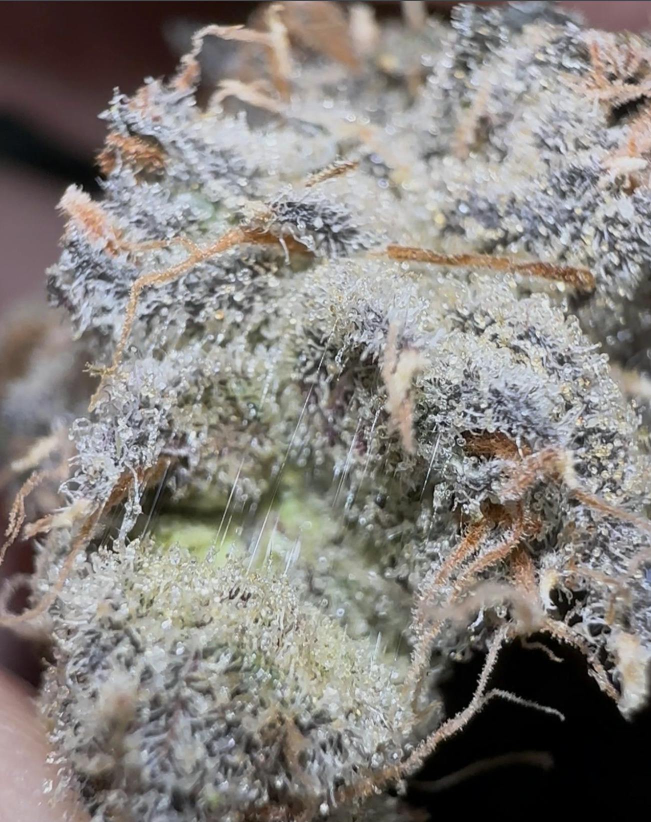 Oklahoma Outlawz - Oklahoma Outlawz | Purple DACCA | Big Buds | 3.5g - 1