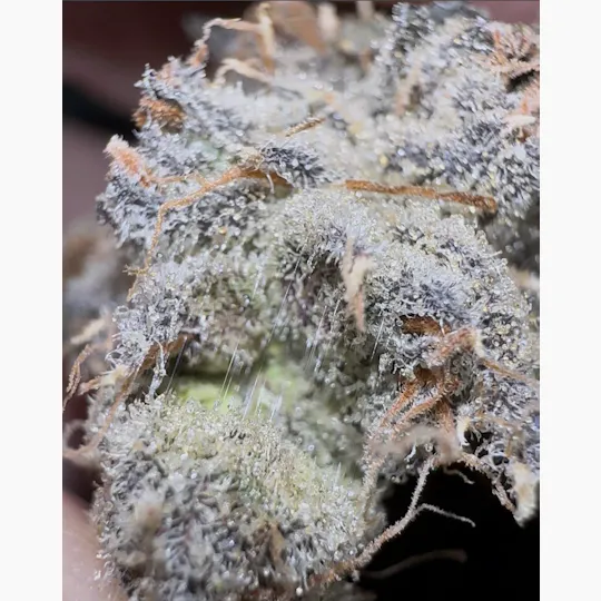Oklahoma Outlawz - Oklahoma Outlawz | Purple DACCA | Big Buds | 3.5g - 1