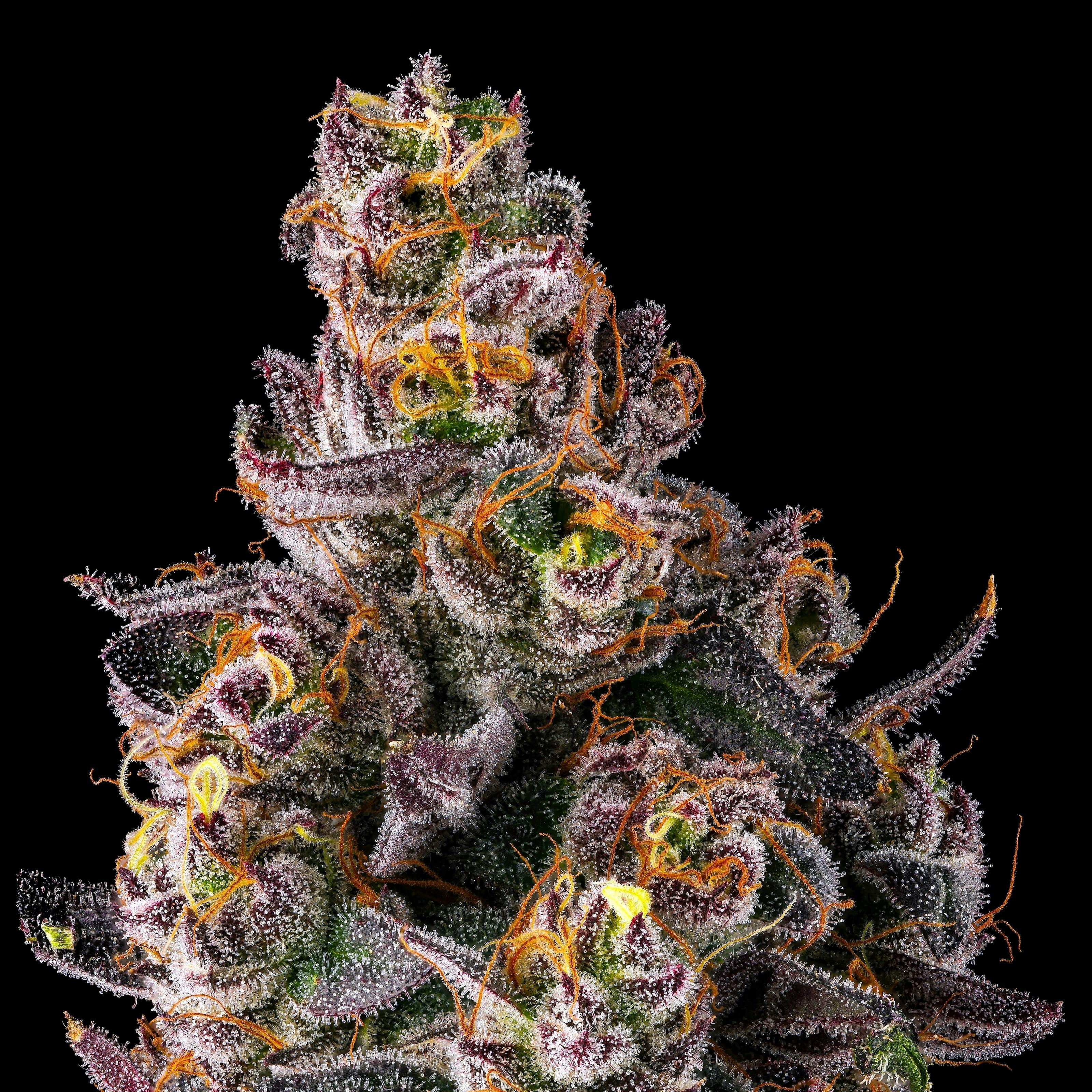 Maven Genetics - Dirty Laundry [3.5g] - 1