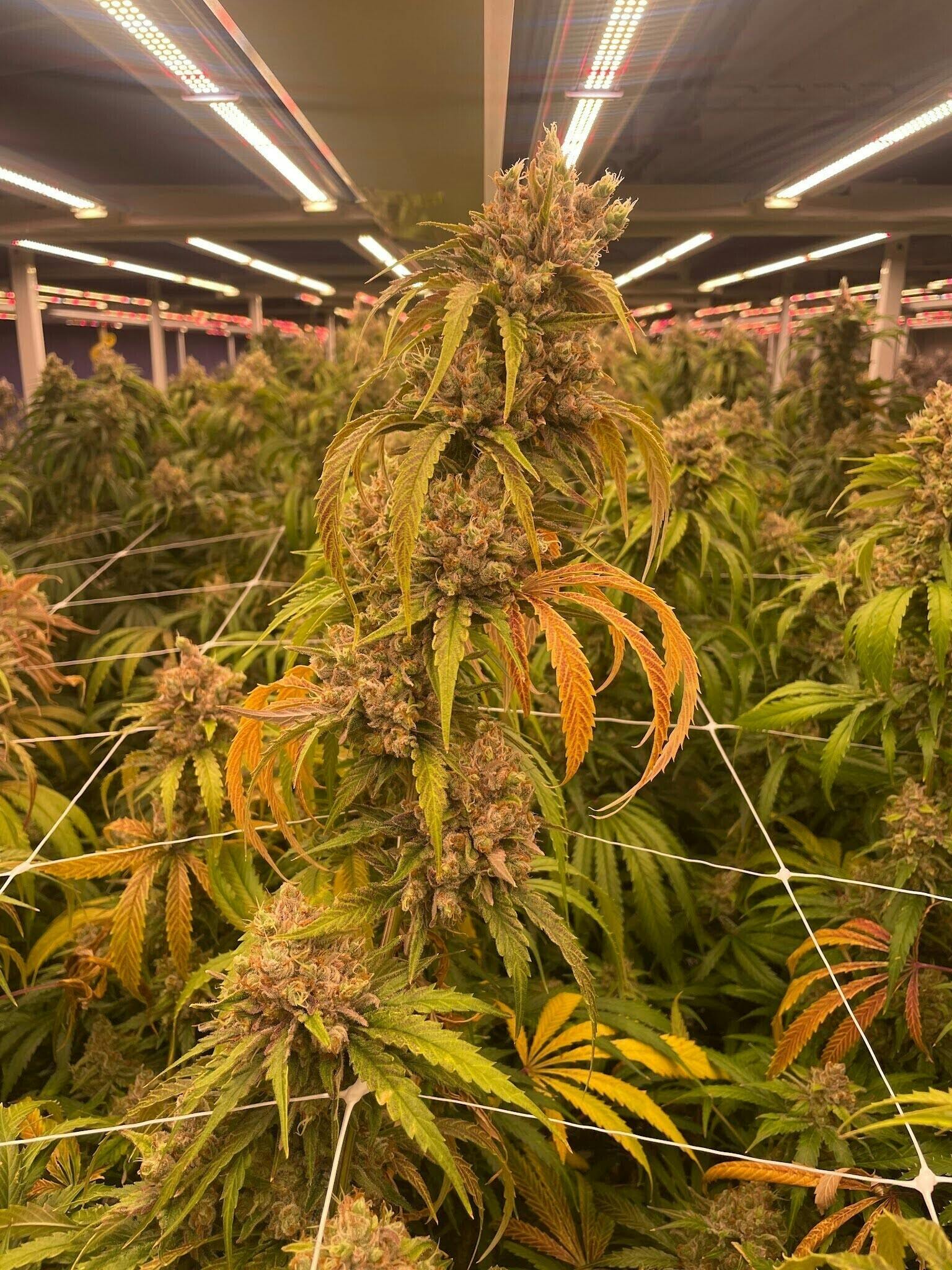 Delta Bud Company - Laughing Buddha | Flower | 7g - 1