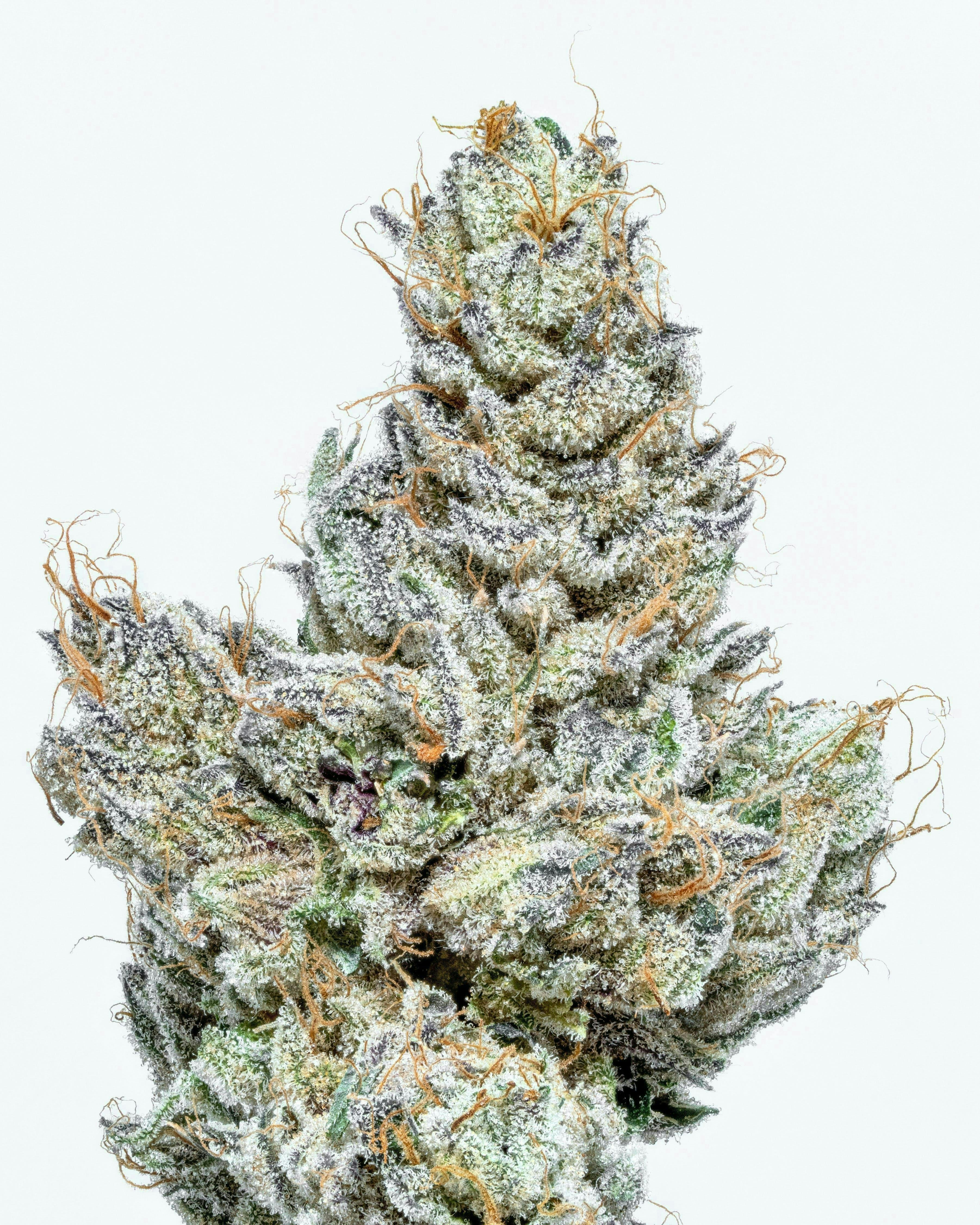 Connected Cannabis Co. - El Jefe | Big Buds | 3.5g - 1