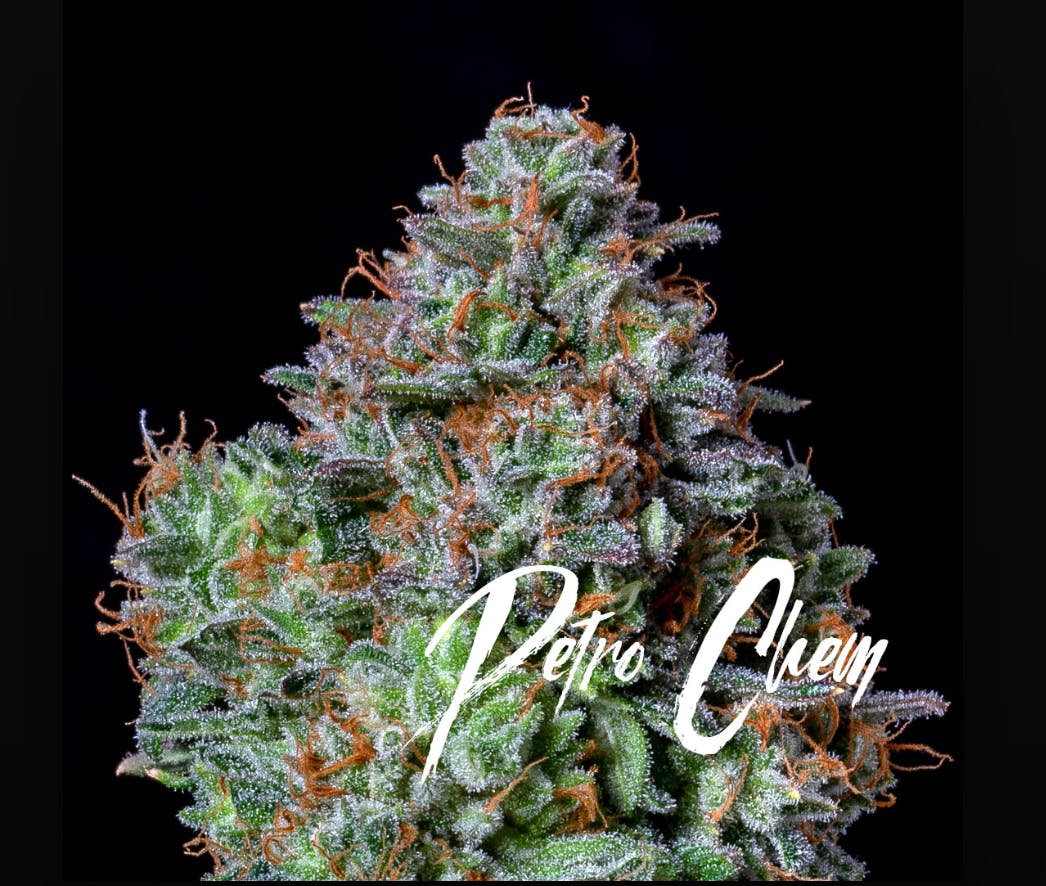 AltSol - Petrol Potion | Big Buds | 3.5g - 1