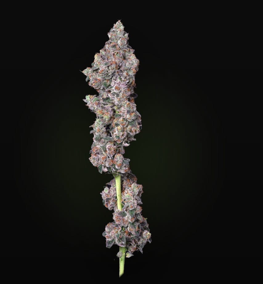 AltSol - Vice City | Big Buds | 28g - 1