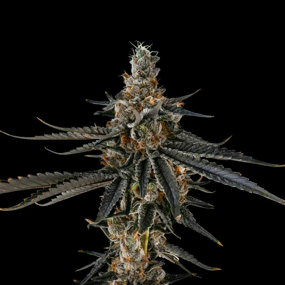 FloraCal Farms - Astropop | Smalls | 1.0g - 1