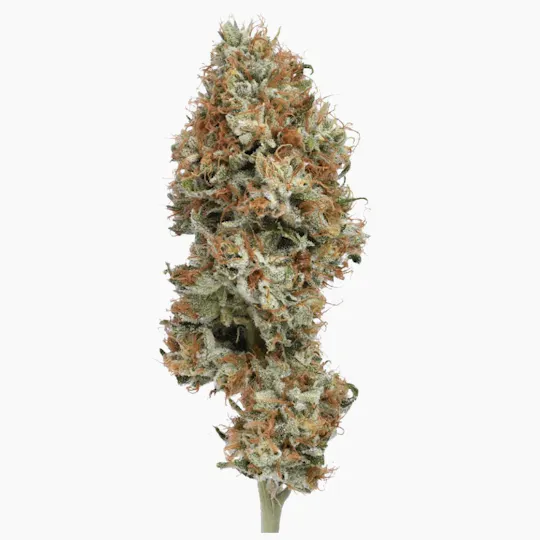 Green Dawg - Dawgwalker | Big Buds | 3.5g - 1