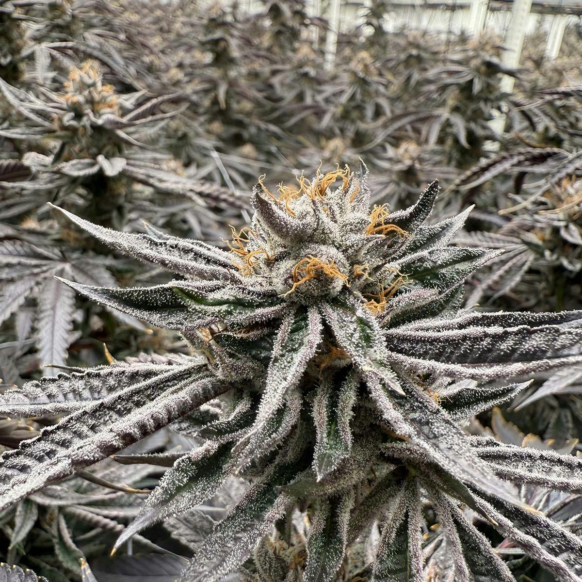 Freedom Road - Lemon Cherry Gelato - 1